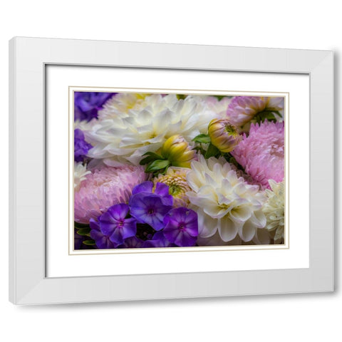 USA-Washington State-Pacific Northwest Sammamish Dahlia flowers in bloom White Modern Wood Framed Art Print with Double Matting by Gulin, Sylvia