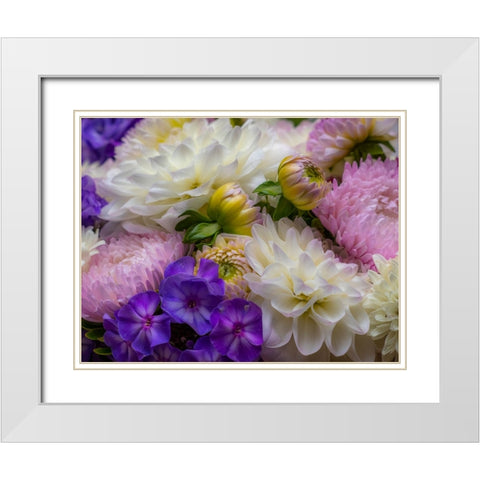 USA-Washington State-Pacific Northwest Sammamish Dahlia flowers in bloom White Modern Wood Framed Art Print with Double Matting by Gulin, Sylvia