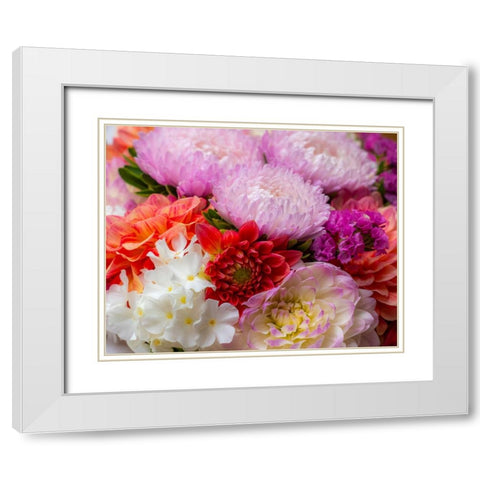 USA-Washington State-Pacific Northwest Sammamish Dahlia flowers in bloom White Modern Wood Framed Art Print with Double Matting by Gulin, Sylvia