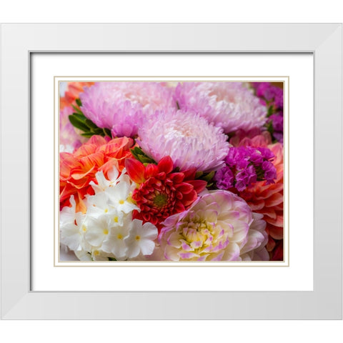 USA-Washington State-Pacific Northwest Sammamish Dahlia flowers in bloom White Modern Wood Framed Art Print with Double Matting by Gulin, Sylvia