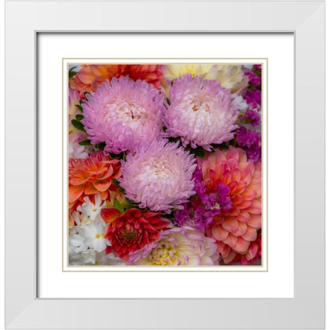 USA-Washington State-Pacific Northwest Sammamish Dahlia flowers in bloom White Modern Wood Framed Art Print with Double Matting by Gulin, Sylvia