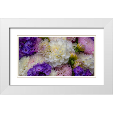 USA-Washington State-Pacific Northwest Sammamish Dahlia flowers in bloom White Modern Wood Framed Art Print with Double Matting by Gulin, Sylvia