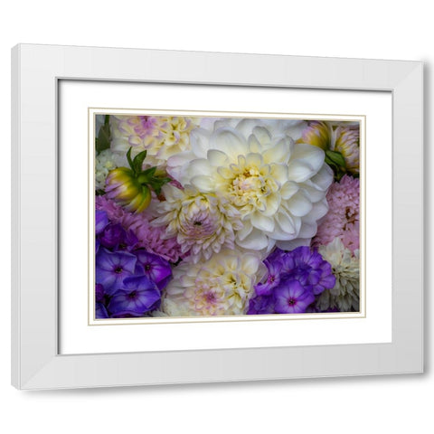 USA-Washington State-Pacific Northwest Sammamish Dahlia flowers in bloom White Modern Wood Framed Art Print with Double Matting by Gulin, Sylvia