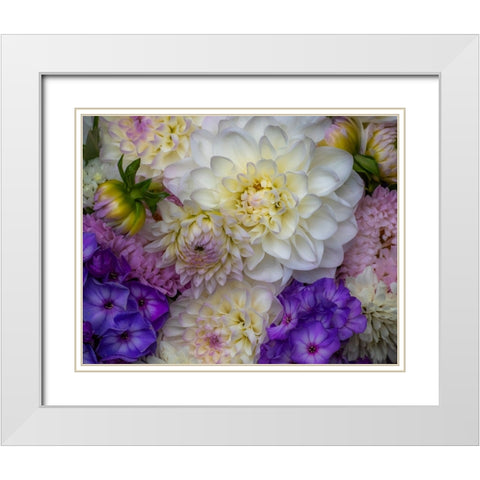 USA-Washington State-Pacific Northwest Sammamish Dahlia flowers in bloom White Modern Wood Framed Art Print with Double Matting by Gulin, Sylvia