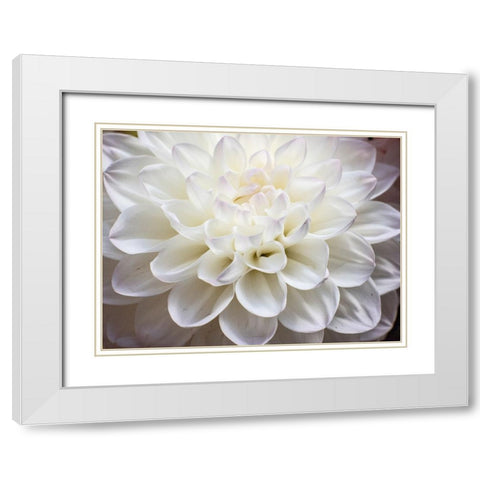 USA-Washington State-Pacific Northwest Sammamish Dahlia flowers in bloom White Modern Wood Framed Art Print with Double Matting by Gulin, Sylvia