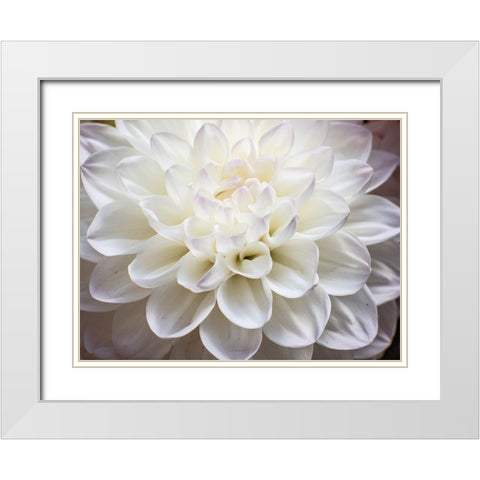 USA-Washington State-Pacific Northwest Sammamish Dahlia flowers in bloom White Modern Wood Framed Art Print with Double Matting by Gulin, Sylvia