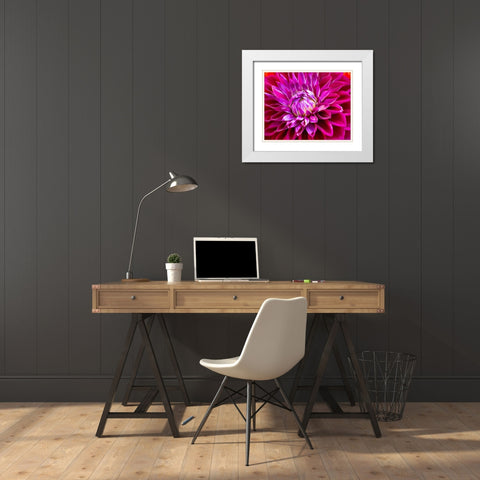 USA-Washington State-Pacific Northwest Sammamish Dahlia flowers in bloom White Modern Wood Framed Art Print with Double Matting by Gulin, Sylvia