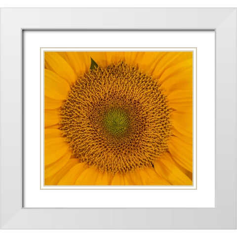 USA-Washington State-Pacific Northwest Sammamish Orange / yellow sunflower close up White Modern Wood Framed Art Print with Double Matting by Gulin, Sylvia