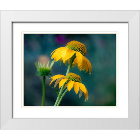 USA-Washington State-Pacific Northwest-Sammamish yellow cone flower White Modern Wood Framed Art Print with Double Matting by Gulin, Sylvia