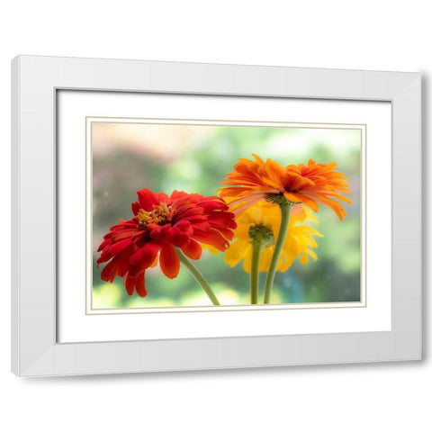 USA-Washington State-Pacific Northwest-Sammamish close-up of State Fair Zinnia White Modern Wood Framed Art Print with Double Matting by Gulin, Sylvia