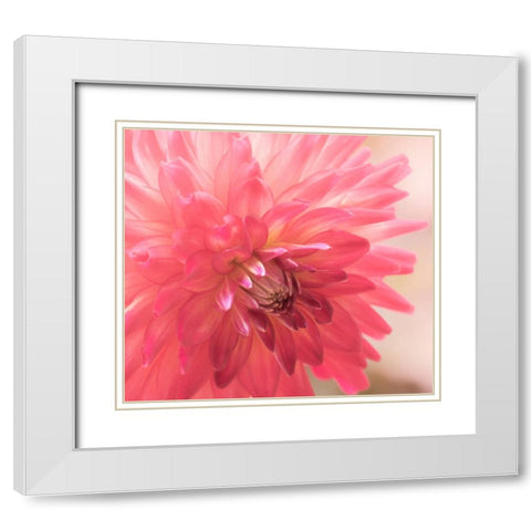 USA-Washington State-Pacific Northwest Sammamish Dahlia flowers in bloom White Modern Wood Framed Art Print with Double Matting by Gulin, Sylvia
