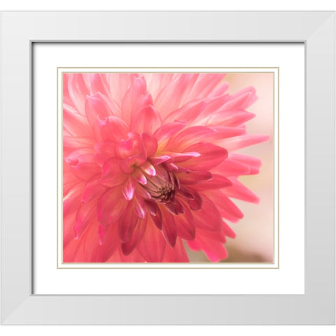 USA-Washington State-Pacific Northwest Sammamish Dahlia flowers in bloom White Modern Wood Framed Art Print with Double Matting by Gulin, Sylvia