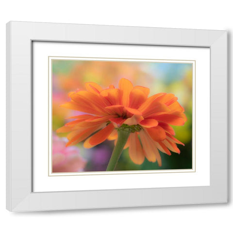 USA-Washington State-Pacific Northwest-Sammamish close-up of State Fair Zinnia White Modern Wood Framed Art Print with Double Matting by Gulin, Sylvia