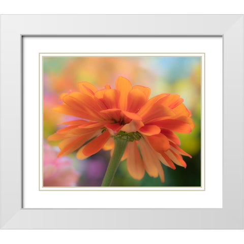 USA-Washington State-Pacific Northwest-Sammamish close-up of State Fair Zinnia White Modern Wood Framed Art Print with Double Matting by Gulin, Sylvia