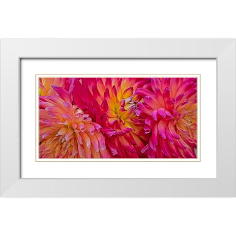 USA-Washington State-Pacific Northwest Sammamish Dahlia flowers in bloom White Modern Wood Framed Art Print with Double Matting by Gulin, Sylvia