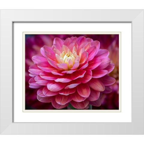 USA-Washington State-Pacific Northwest Sammamish Dahlia flowers in bloom White Modern Wood Framed Art Print with Double Matting by Gulin, Sylvia
