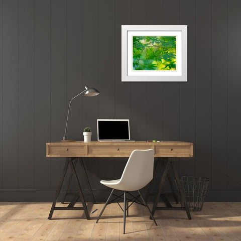 USA-Washington State-Sammamish Japanese Maple leaves White Modern Wood Framed Art Print with Double Matting by Gulin, Sylvia