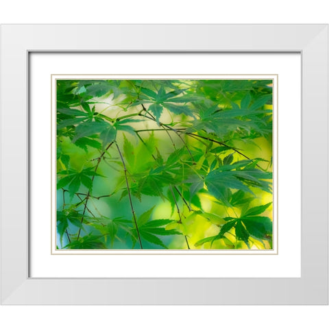 USA-Washington State-Sammamish Japanese Maple leaves White Modern Wood Framed Art Print with Double Matting by Gulin, Sylvia