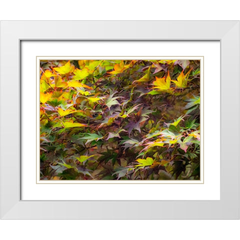 USA-Washington State-Sammamish Japanese Maple leaves White Modern Wood Framed Art Print with Double Matting by Gulin, Sylvia
