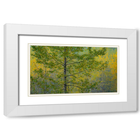 USA-Washington State-Preston with Cottonwoods in fall color White Modern Wood Framed Art Print with Double Matting by Gulin, Sylvia