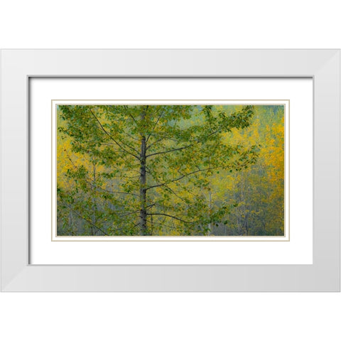 USA-Washington State-Preston with Cottonwoods in fall color White Modern Wood Framed Art Print with Double Matting by Gulin, Sylvia