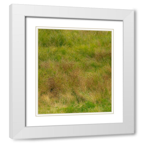 USA-Washington State-Issaquah and grassy field White Modern Wood Framed Art Print with Double Matting by Gulin, Sylvia
