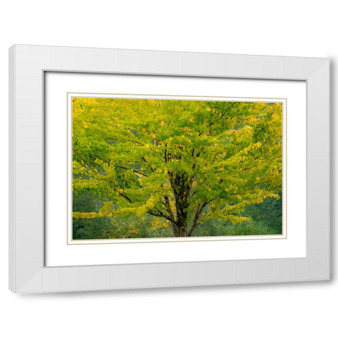 USA-Washington State-Bellevue Ginkgo Tree in Autumn colors White Modern Wood Framed Art Print with Double Matting by Gulin, Sylvia