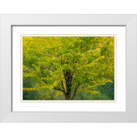 USA-Washington State-Bellevue Ginkgo Tree in Autumn colors White Modern Wood Framed Art Print with Double Matting by Gulin, Sylvia