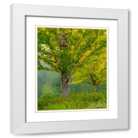 USA-Washington State-Bellevue Ginkgo Tree in Autumn colors White Modern Wood Framed Art Print with Double Matting by Gulin, Sylvia