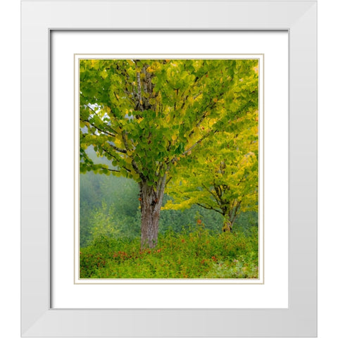 USA-Washington State-Bellevue Ginkgo Tree in Autumn colors White Modern Wood Framed Art Print with Double Matting by Gulin, Sylvia