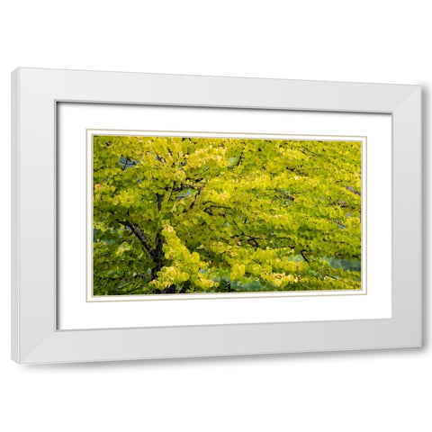 USA-Washington State-Bellevue Ginkgo Tree in Autumn colors White Modern Wood Framed Art Print with Double Matting by Gulin, Sylvia