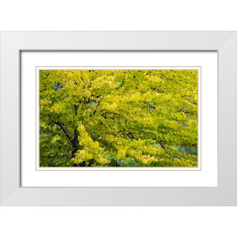 USA-Washington State-Bellevue Ginkgo Tree in Autumn colors White Modern Wood Framed Art Print with Double Matting by Gulin, Sylvia