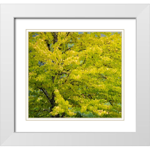USA-Washington State-Bellevue Ginkgo Tree in Autumn colors White Modern Wood Framed Art Print with Double Matting by Gulin, Sylvia