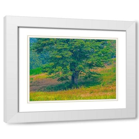 USA-Washington State-Issaquah lone Big Leaf Maple tree in grassy field White Modern Wood Framed Art Print with Double Matting by Gulin, Sylvia