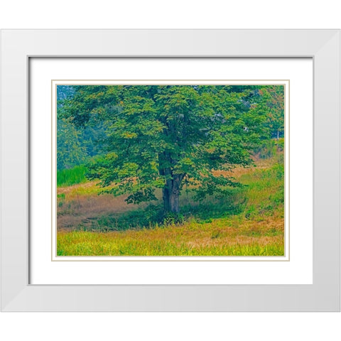 USA-Washington State-Issaquah lone Big Leaf Maple tree in grassy field White Modern Wood Framed Art Print with Double Matting by Gulin, Sylvia