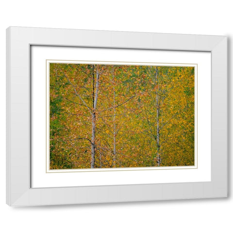 USA-Washington State-Preston and Cottonwood trees in fall colors White Modern Wood Framed Art Print with Double Matting by Gulin, Sylvia