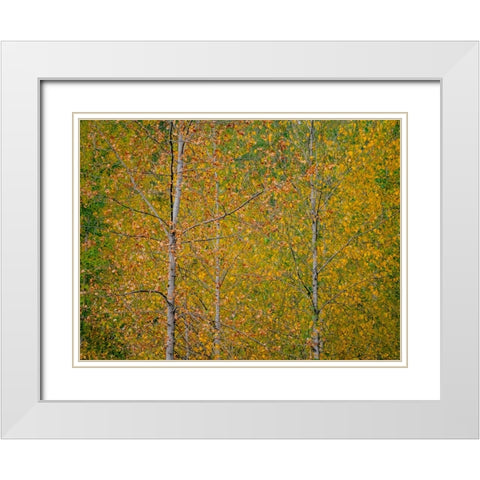 USA-Washington State-Preston and Cottonwood trees in fall colors White Modern Wood Framed Art Print with Double Matting by Gulin, Sylvia