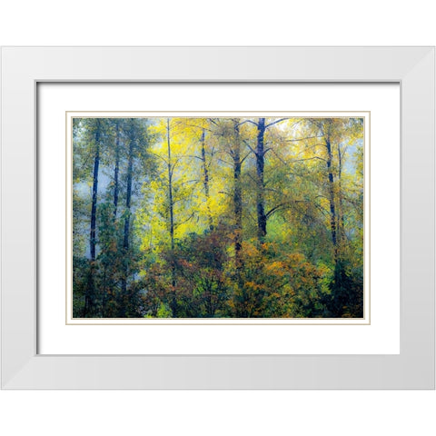 USA-Washington State-Preston with Cottonwoods in fall color White Modern Wood Framed Art Print with Double Matting by Gulin, Sylvia