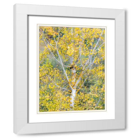 USA-Washington State-Bellevue birch trees with golden fall colors White Modern Wood Framed Art Print with Double Matting by Gulin, Sylvia