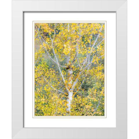 USA-Washington State-Bellevue birch trees with golden fall colors White Modern Wood Framed Art Print with Double Matting by Gulin, Sylvia