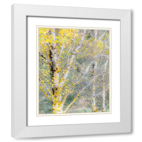 USA-Washington State-Bellevue birch trees with golden fall colors White Modern Wood Framed Art Print with Double Matting by Gulin, Sylvia