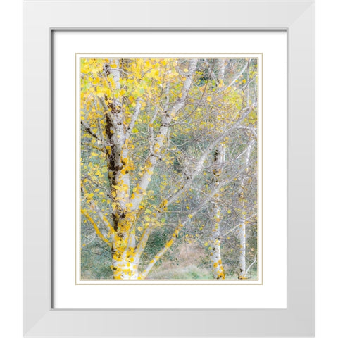 USA-Washington State-Bellevue birch trees with golden fall colors White Modern Wood Framed Art Print with Double Matting by Gulin, Sylvia