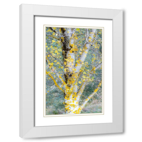 USA-Washington State-Bellevue birch trees with golden fall colors White Modern Wood Framed Art Print with Double Matting by Gulin, Sylvia