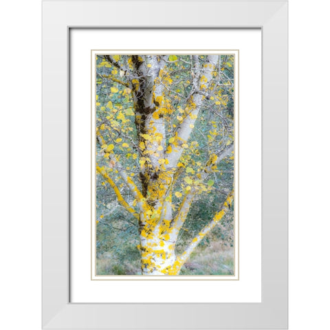 USA-Washington State-Bellevue birch trees with golden fall colors White Modern Wood Framed Art Print with Double Matting by Gulin, Sylvia