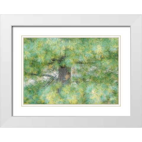 USA-Washington State-Bellevue Pine tree close up and tree trunk White Modern Wood Framed Art Print with Double Matting by Gulin, Sylvia
