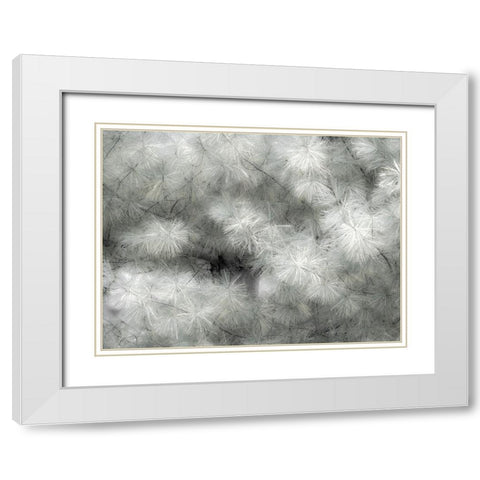 USA-Washington State-Bellevue Pine tree close up and tree trunk White Modern Wood Framed Art Print with Double Matting by Gulin, Sylvia