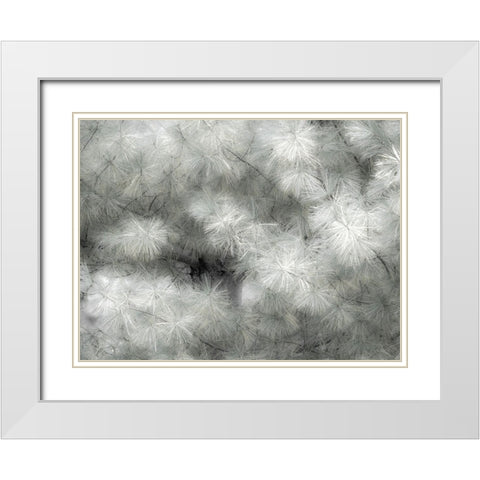 USA-Washington State-Bellevue Pine tree close up and tree trunk White Modern Wood Framed Art Print with Double Matting by Gulin, Sylvia