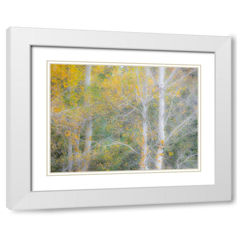 USA-Washington State-Bellevue birch trees with golden fall colors White Modern Wood Framed Art Print with Double Matting by Gulin, Sylvia