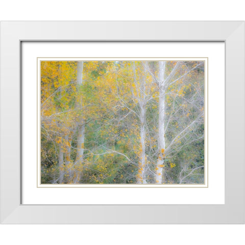 USA-Washington State-Bellevue birch trees with golden fall colors White Modern Wood Framed Art Print with Double Matting by Gulin, Sylvia