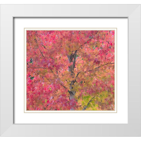 USA-Washington State-Issaquah with fall colored Maple trees along downtown roads White Modern Wood Framed Art Print with Double Matting by Gulin, Sylvia